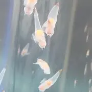 kyori-