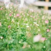 midoriの画像