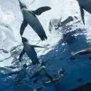 ペンギン
