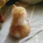 Kittyの画像