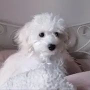 ちゃ