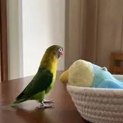 Toriの画像
