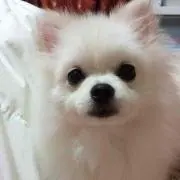 tossy