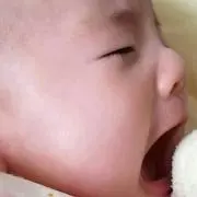パンダの画像