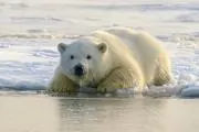 【価格交渉可】シロクマの画像