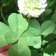 haconiwaの画像