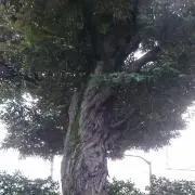 temshの画像