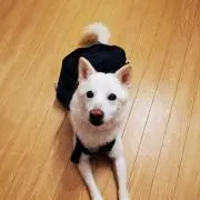 トム厶厶厶の画像