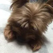 MOCHI