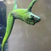 ナンシーの画像