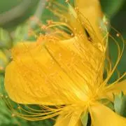 Muchの画像