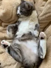 (*´³`*) ㄘゅ