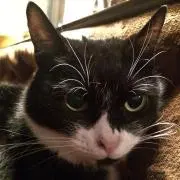 クロの画像