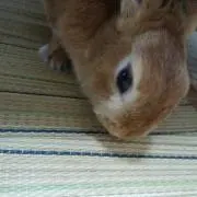 まるみの画像