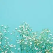 Reiraの画像