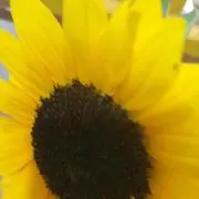 Kay