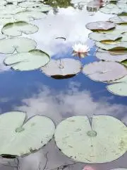 chiの画像