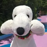 ビーグル 只今、断捨離中! !の画像