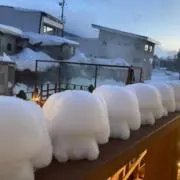 まめの画像