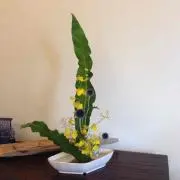 Chieの画像
