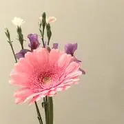 maimeroの画像