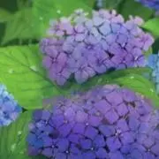 ゆうこの画像