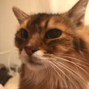 あーやんの画像