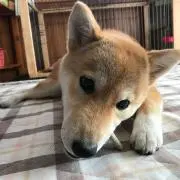 Shibaまる