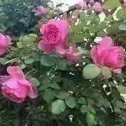 ABEQLO お値下げコメント対応しますの画像
