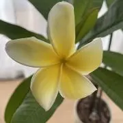 acoの画像