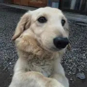 シェビー