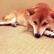 えり