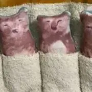 グミの画像