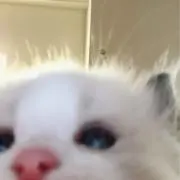 ねるの画像