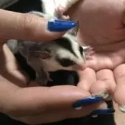 モモンガの画像