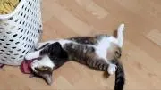 アキ