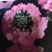 pipiの画像