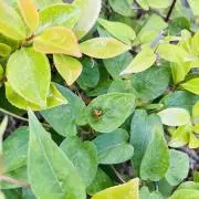てんとう虫 / 値下げ依頼◎の画像