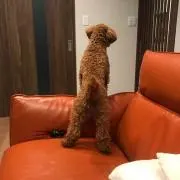 くー太郎の画像
