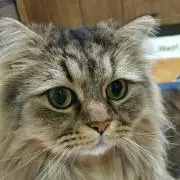 ★にゃんこ★