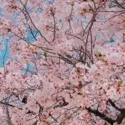 MIKAの画像