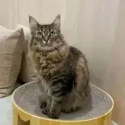 ゆきの画像