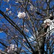 はなあんこ