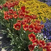 さえこ