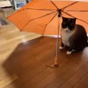 ＳＴばあの画像