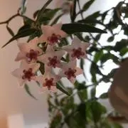 Akoの画像