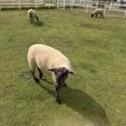 ぺんた