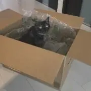 羊