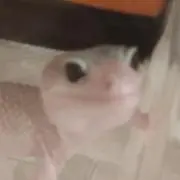 ハピネスJOY