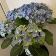 さとの画像